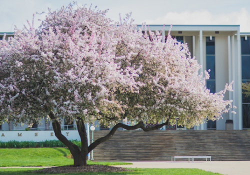 Photo of Crabapple Tree on Quad
